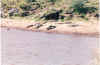Crocs in Kenya.jpg (251011 bytes)