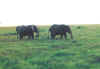 Elephants 5.jpg (173858 bytes)
