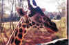 Giraffe- Hello.jpg (225562 bytes)