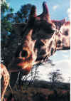 Giraffe- is my tounge blue.jpg (279477 bytes)