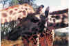 Giraffe up close.jpg (246896 bytes)