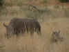 Mom and Baby Rhino5.jpg (37591 bytes)