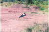 Snorkle billed stork.jpg (336337 bytes)