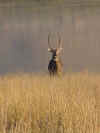 Water Buck -best.jpg (38089 bytes)