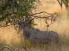 Water Buck in the Trees.jpg (38494 bytes)