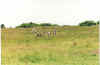 Zebras on the Mara.jpg (220952 bytes)